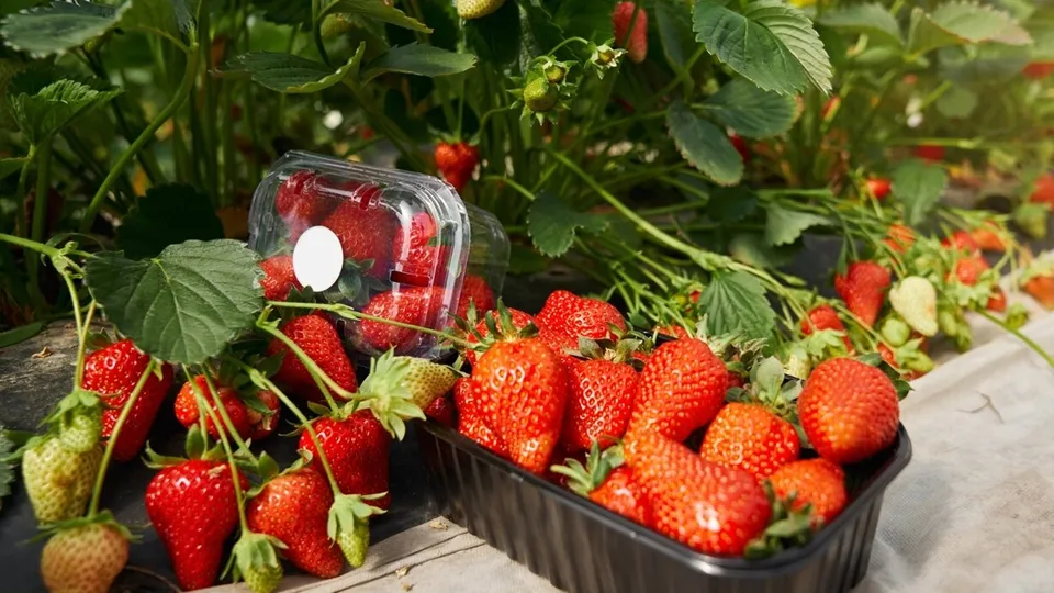 Фото: freepik.com