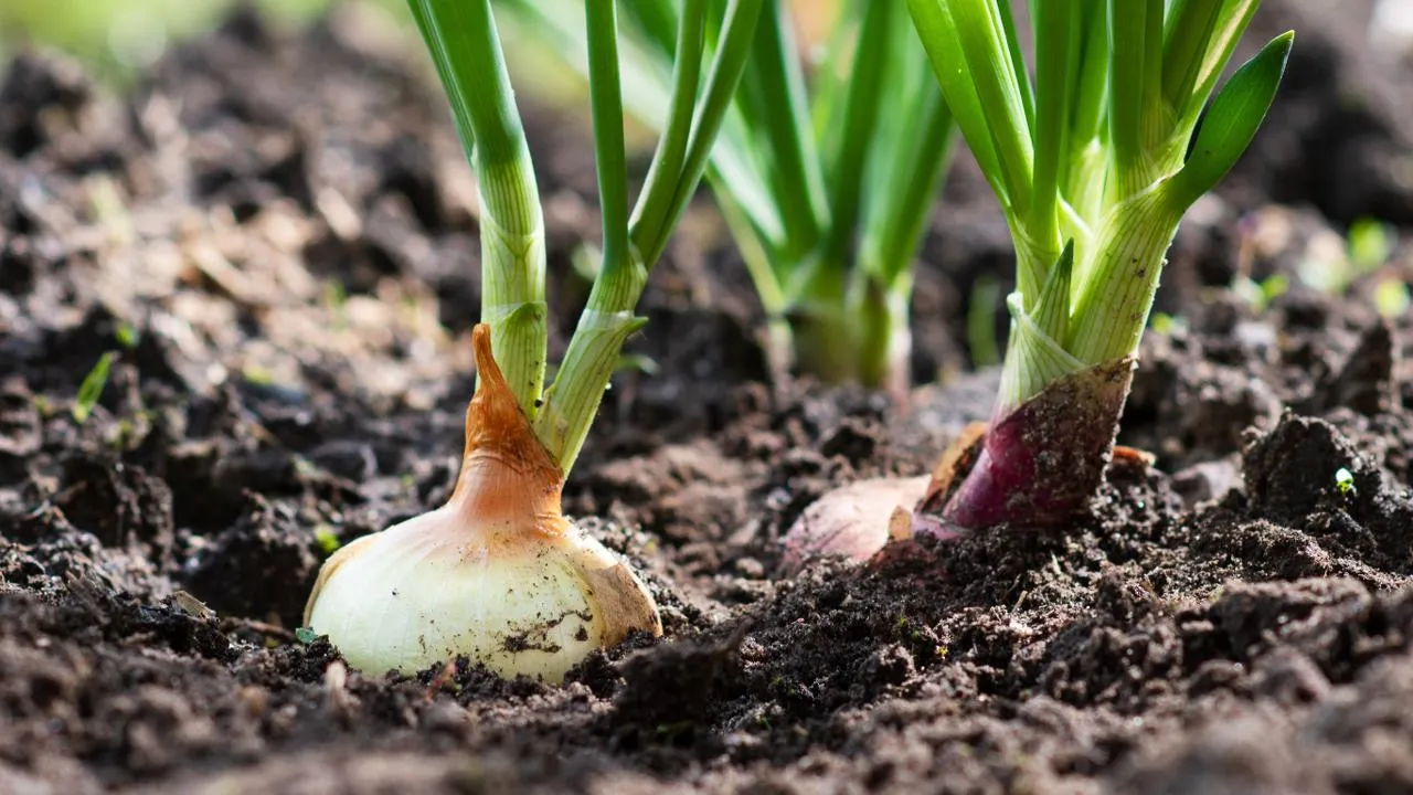 istockphoto.com/Nikita Burdenkov