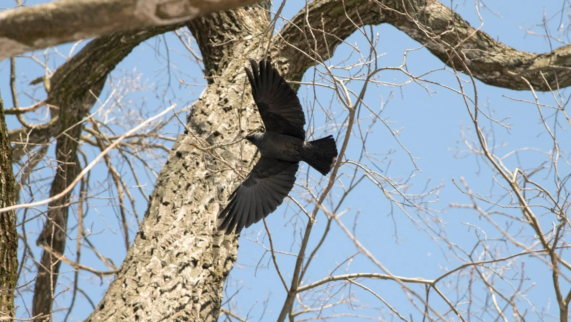 t.me/usadbakrivyakino