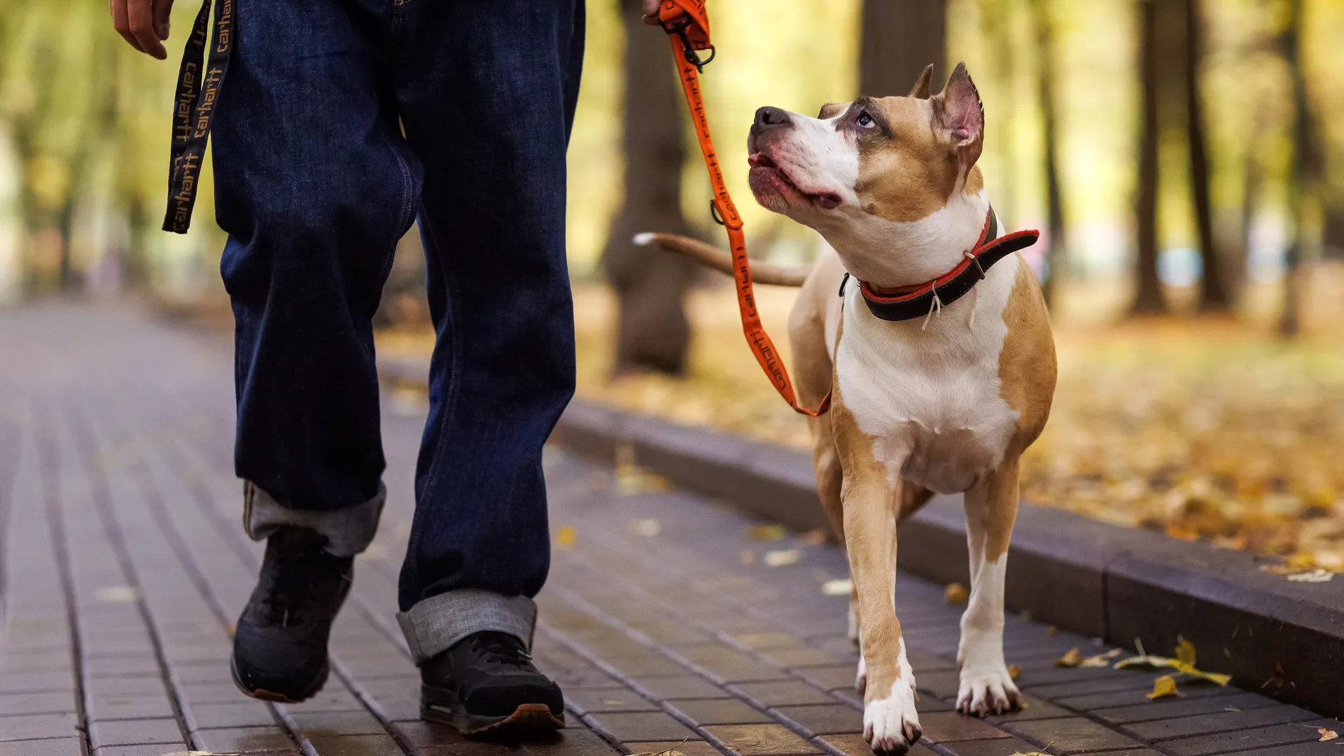 Осенняя прогулка с собакой в парке