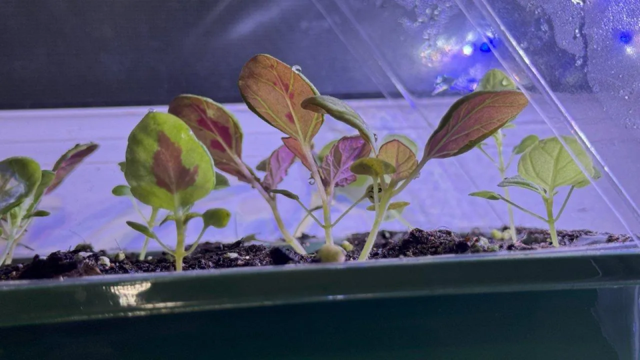 REGIONS/Илья Попов