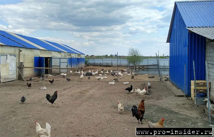 Из архива Ольги Друганиной