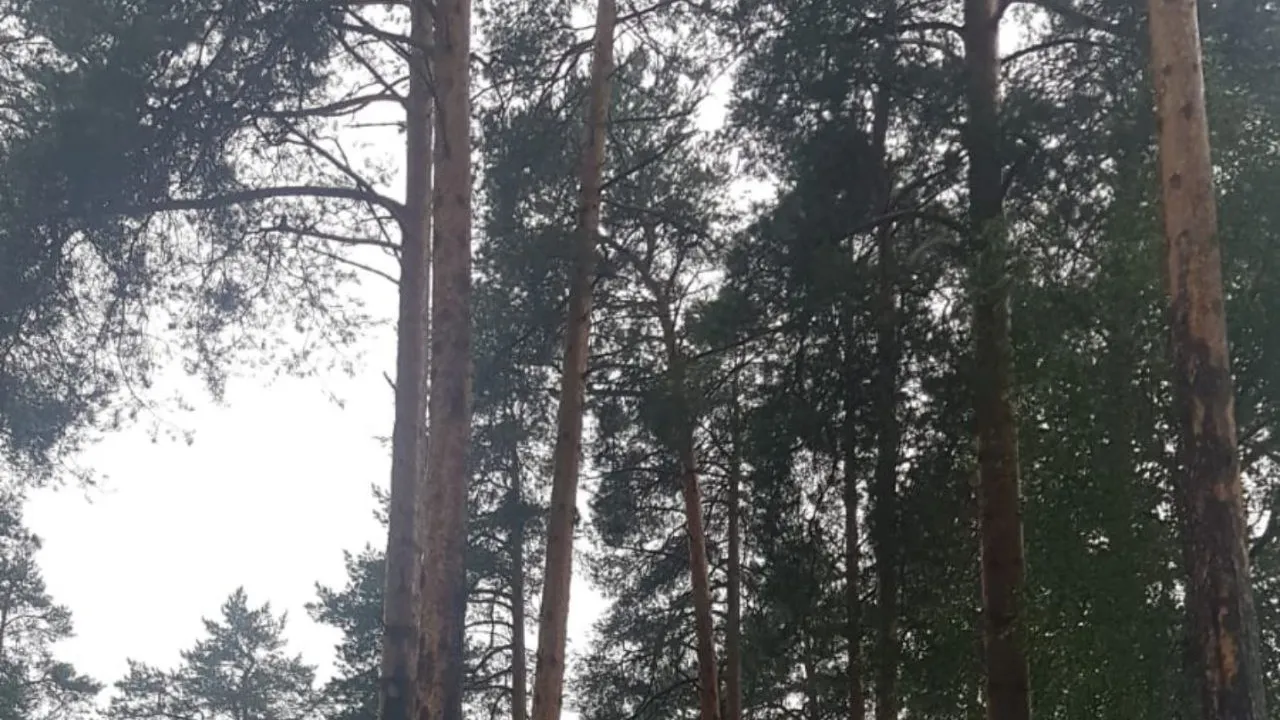 Фото и видео: Алексей Ефремов