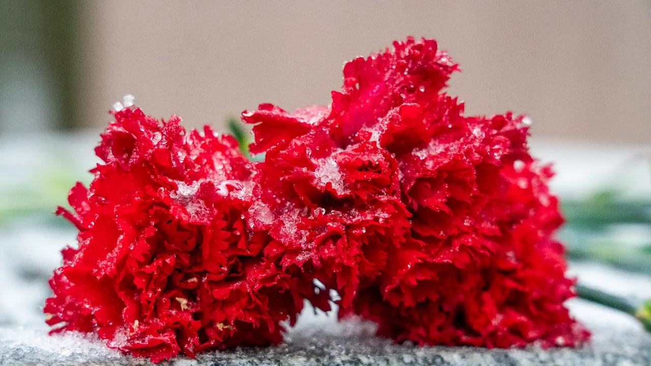 медиасток.рф