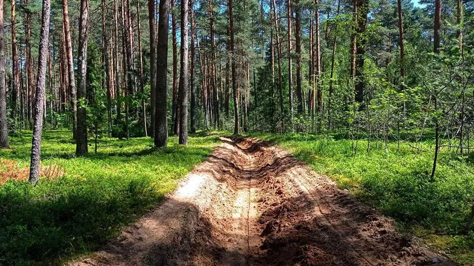 Фото: Комитет лесного хозяйства МО