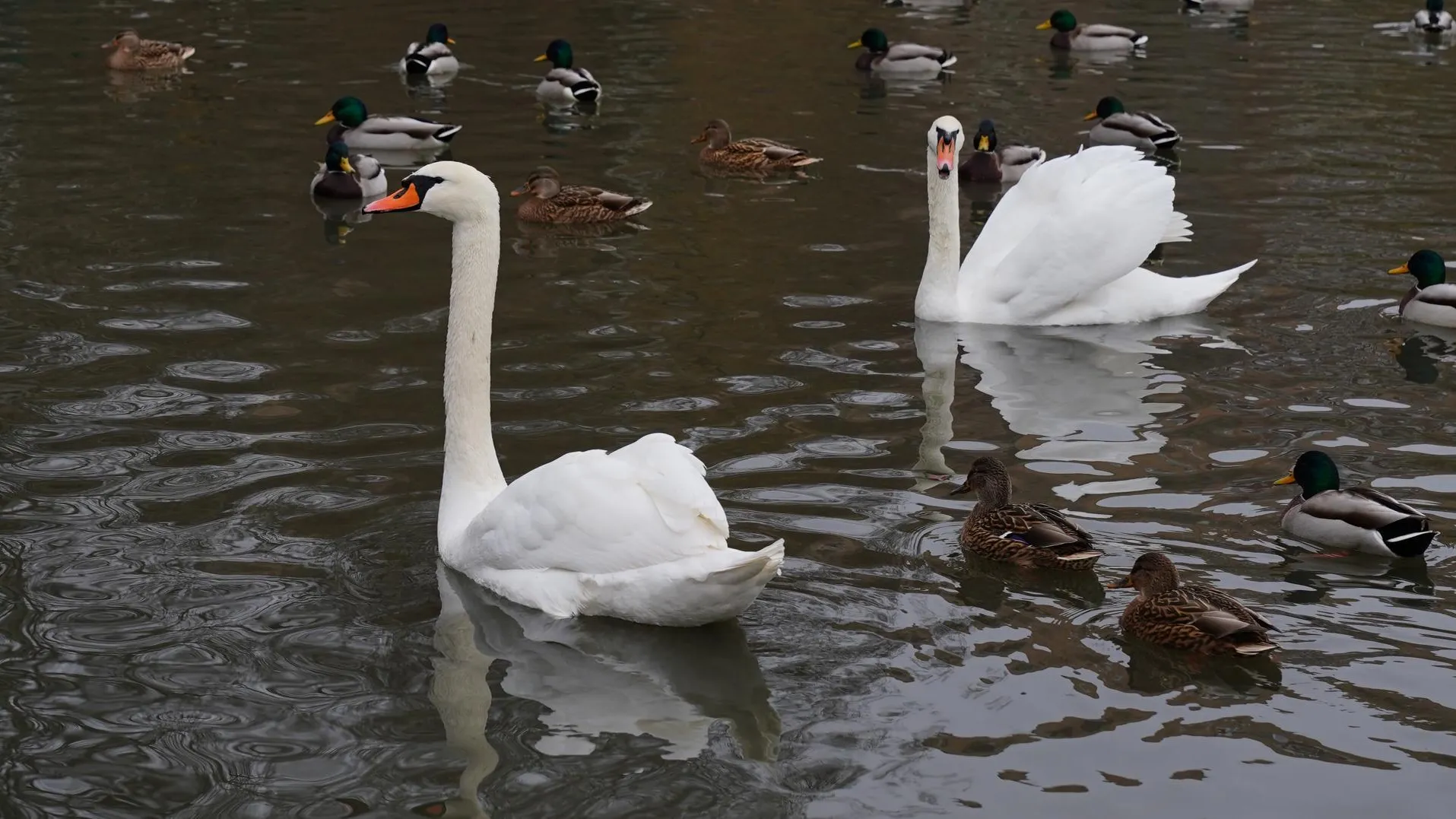 Администрация г.о. Долгопрудный