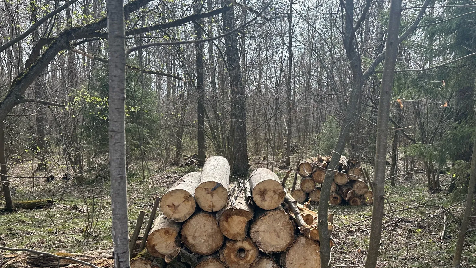 Фото: Ступинский филиал ГКУ МО «Мособллес»