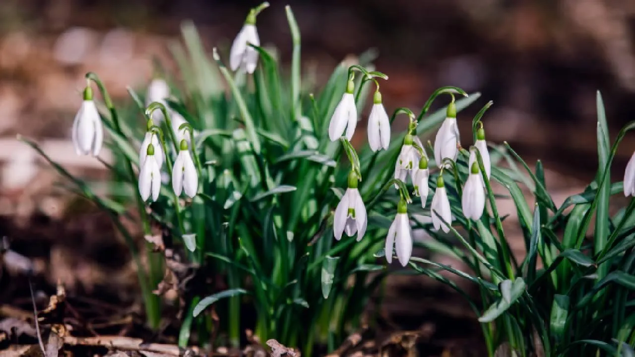 «Погибнут, если выпадет снег»: что ждет цветущую в декабре землянику в Клину и розы в Орехово-Зуево