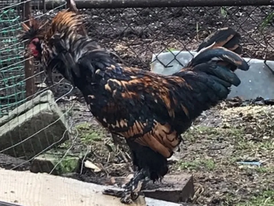 Курица павловской породы.&nbsp;Фото: Вера Шишова