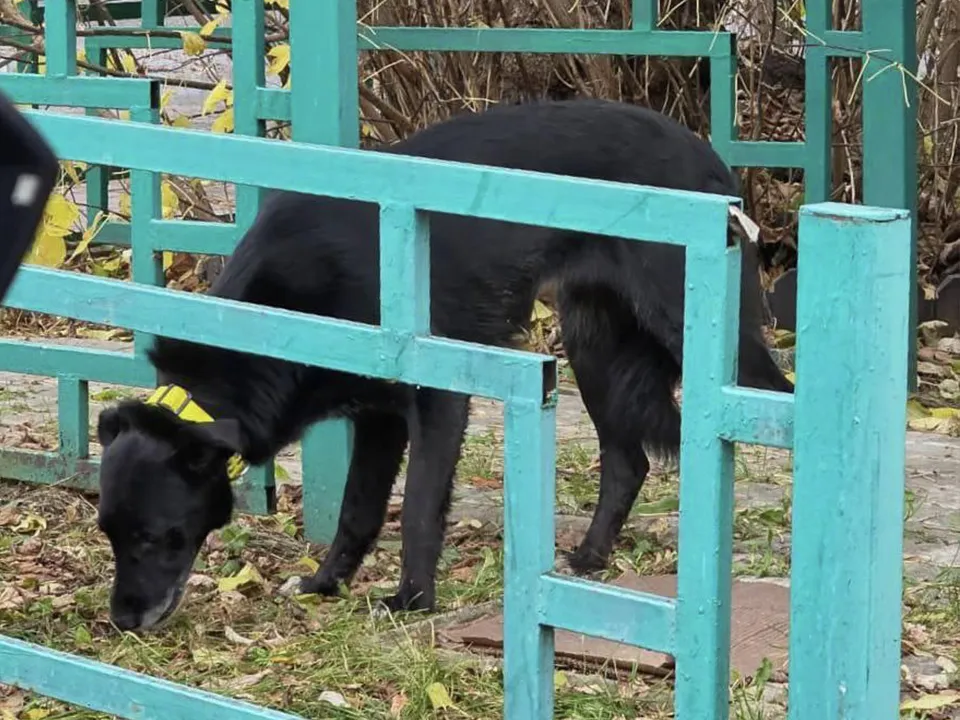 Фото: предоставлено волонтером Александрой