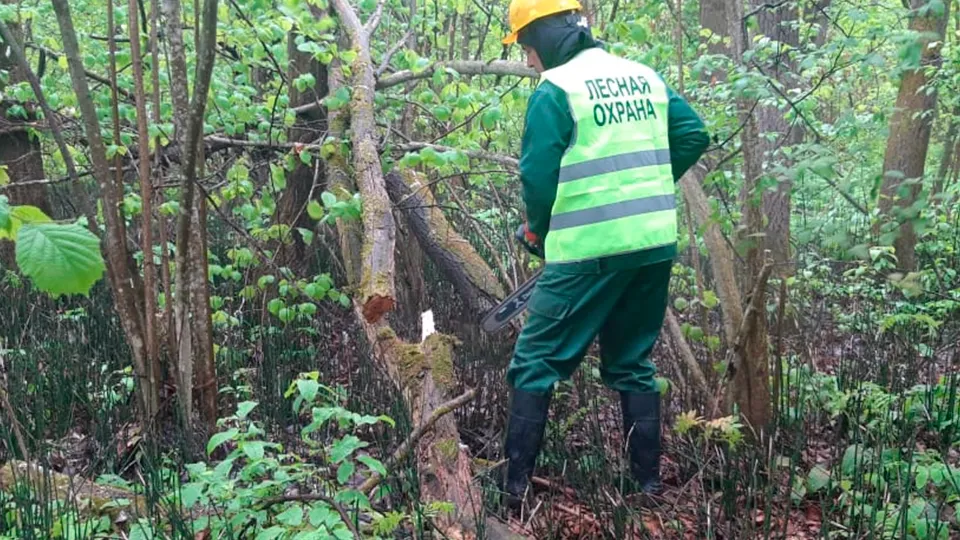 Фото: Луховицкое лесничество