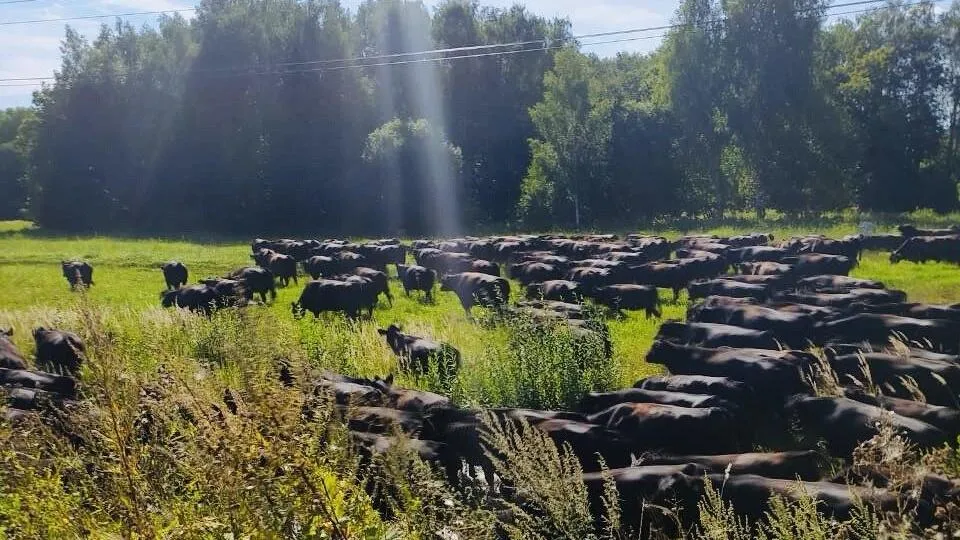 Фото: Минсельхозпрод МО