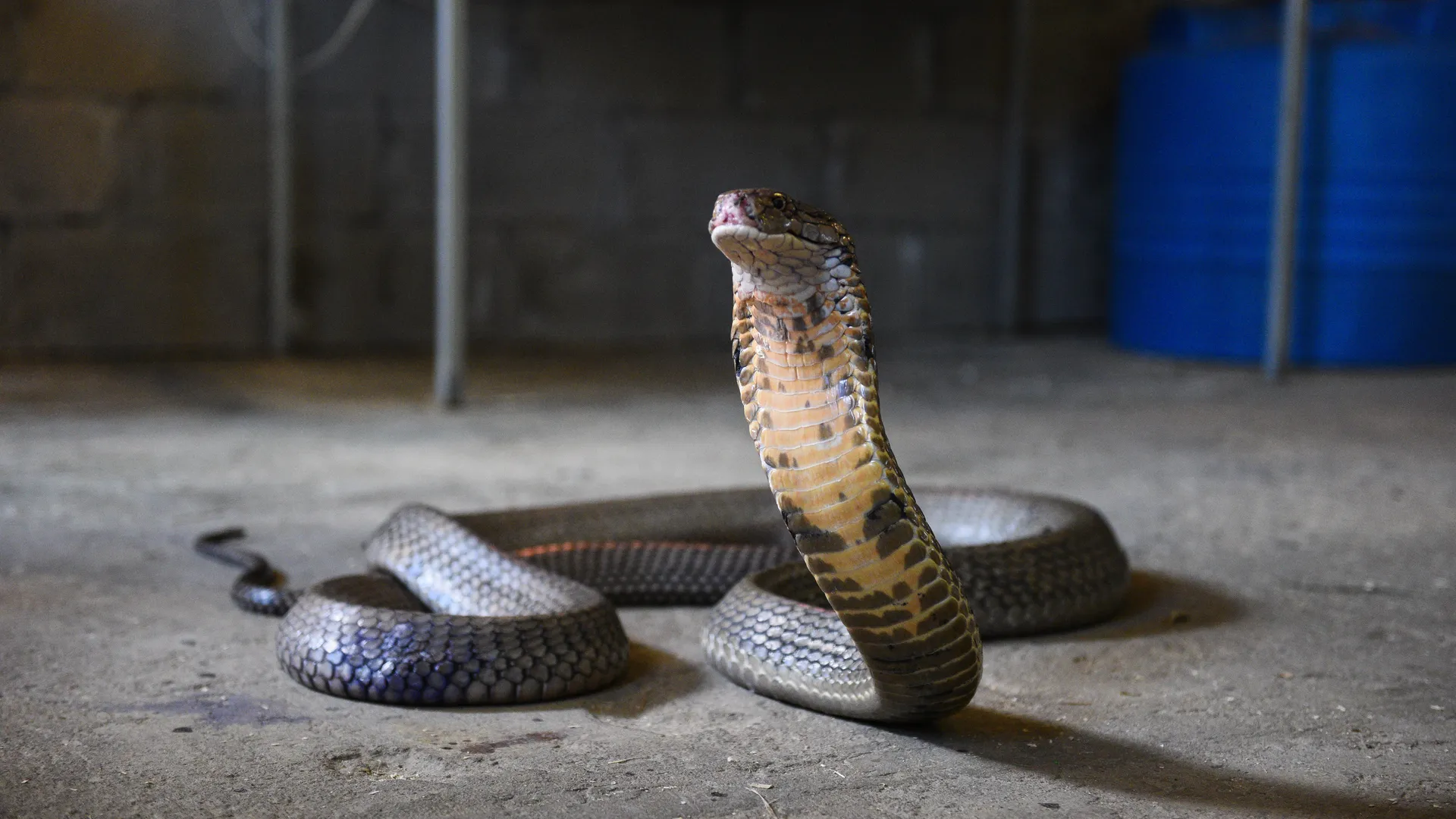 Устраивает шумные концерты для своих змей? Житель Пушкино сводит с ума соседей