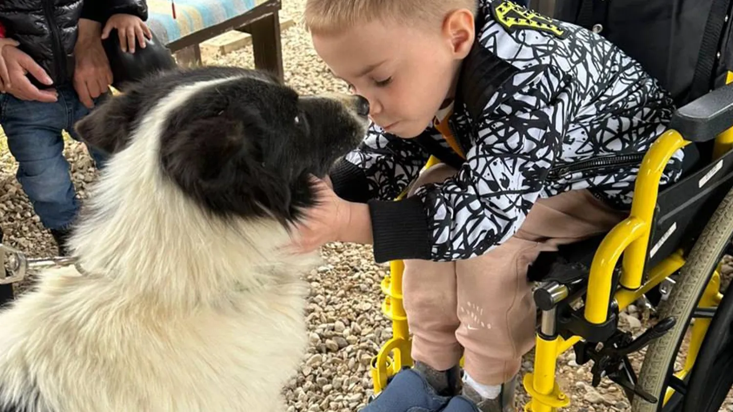 Фото: хаски-деревня «Рузская Аляска»