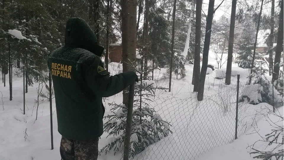 Фото: Комитет лесного хозяйства Московской области