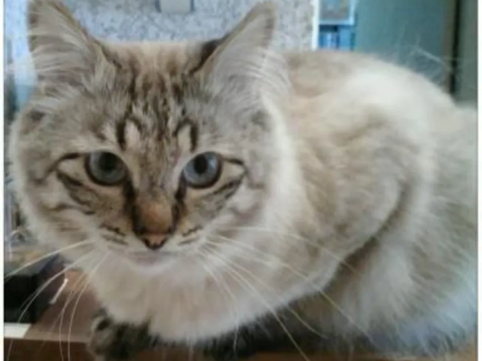 Фото: Дмитровская ветеринарная станция