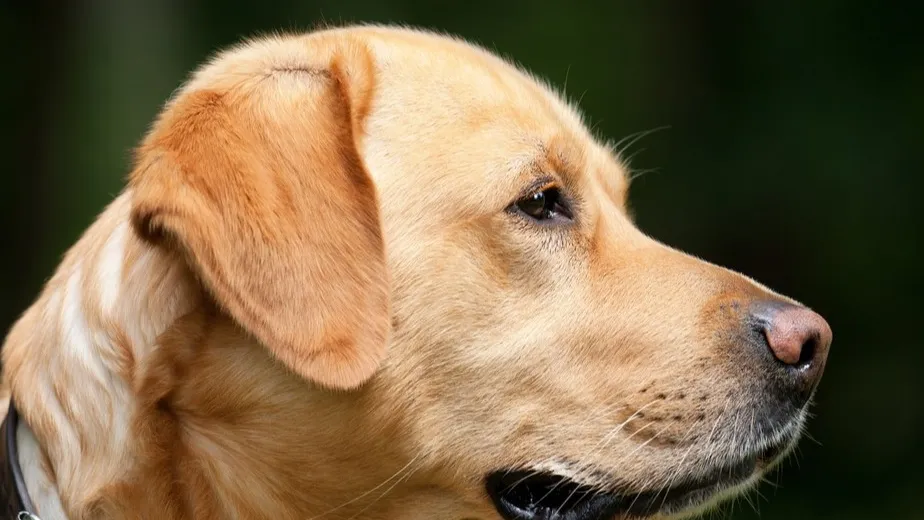 Фото: pxhere.com