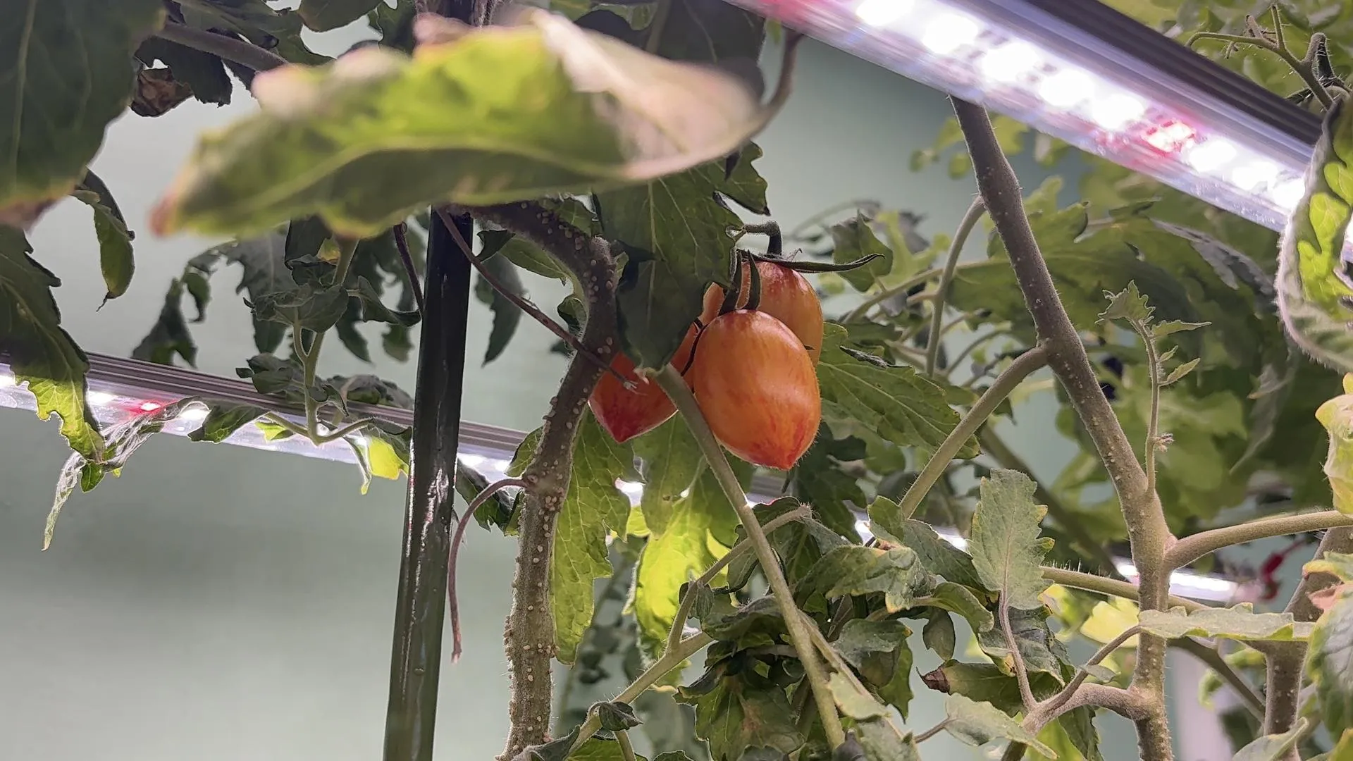 МедиаБанк Подмосковья/Анна Нестерова