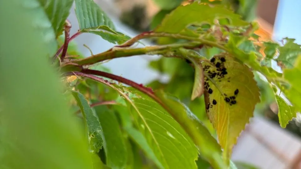 Фото: Анастасия Завертайло