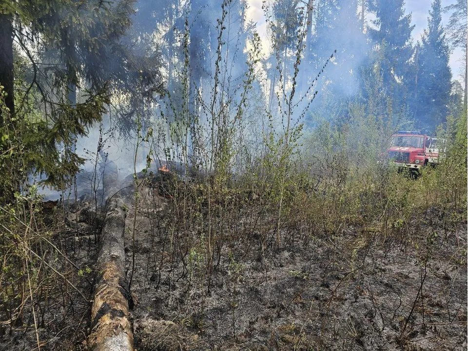 Фото: Комлесхоз Московской области
