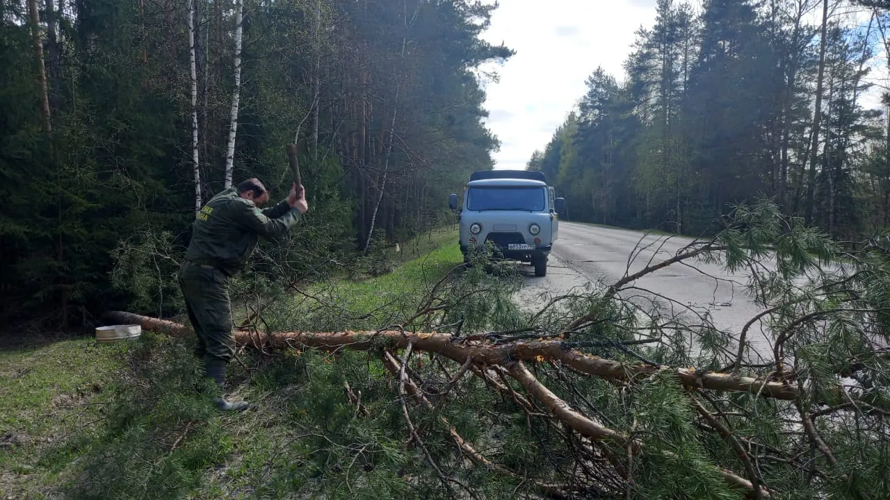 Фото: Егорьевское лесничество