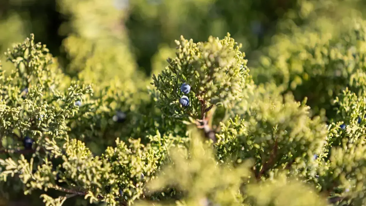 REGIONS/Роман Малышенко