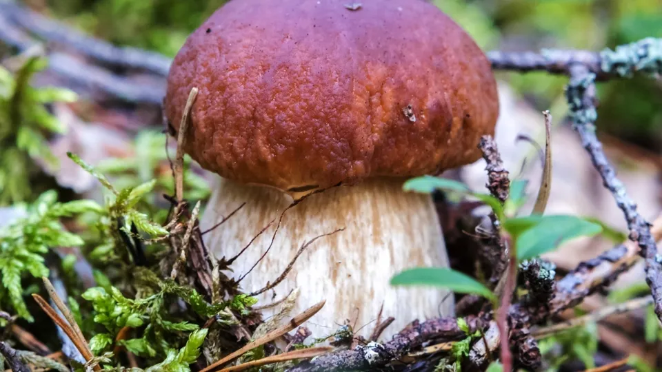 Фото: РИА Новости/Илья Тимин