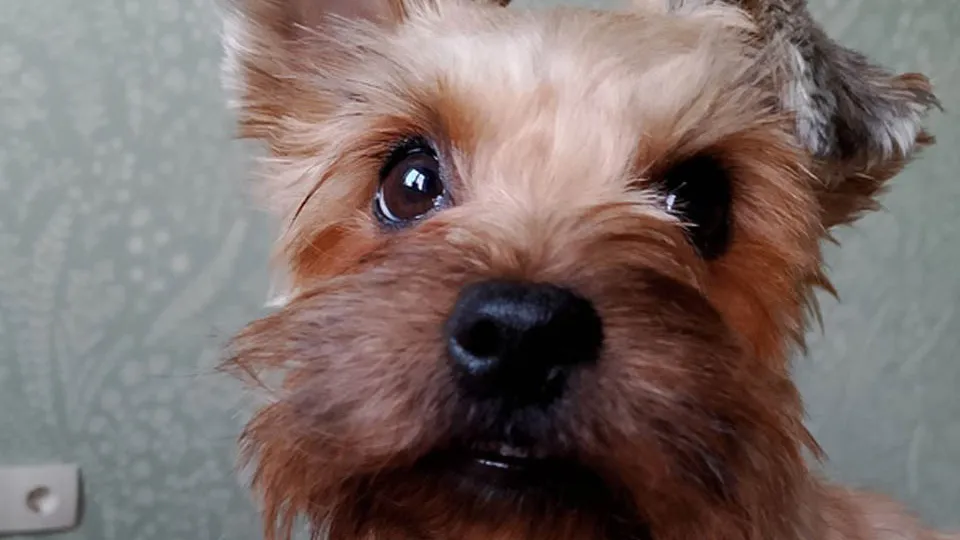 Фото: vk.com/«Зооняня» Наталья Кузнецова