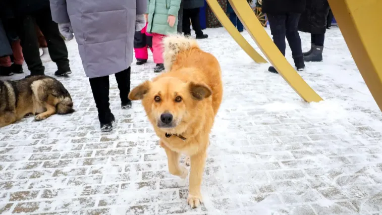 Elena Mayorova/Global Look Press