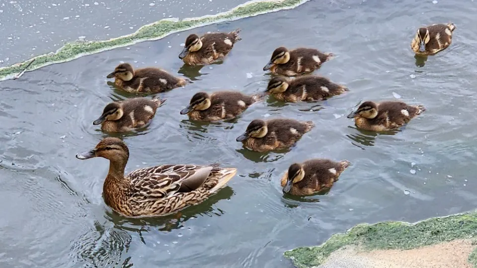 Фото: Елена Шумакова