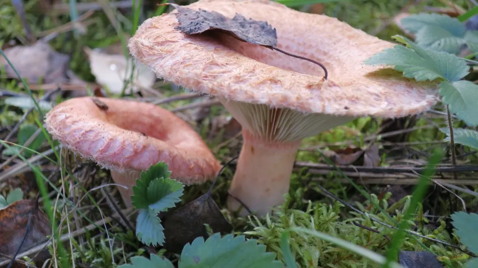 Фото: медиасток.рф