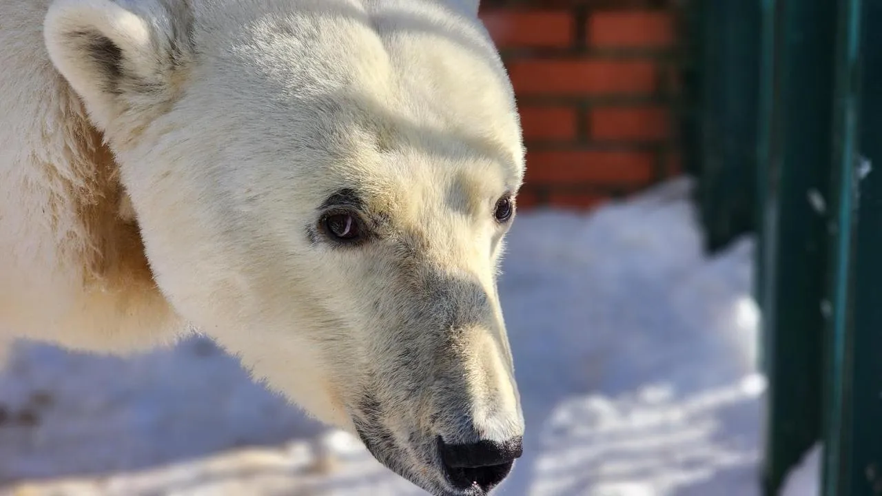 МедиаБанк Подмосковья/Дмитрий Беденко