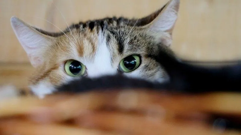 Алексей Майшев / РИА Новости