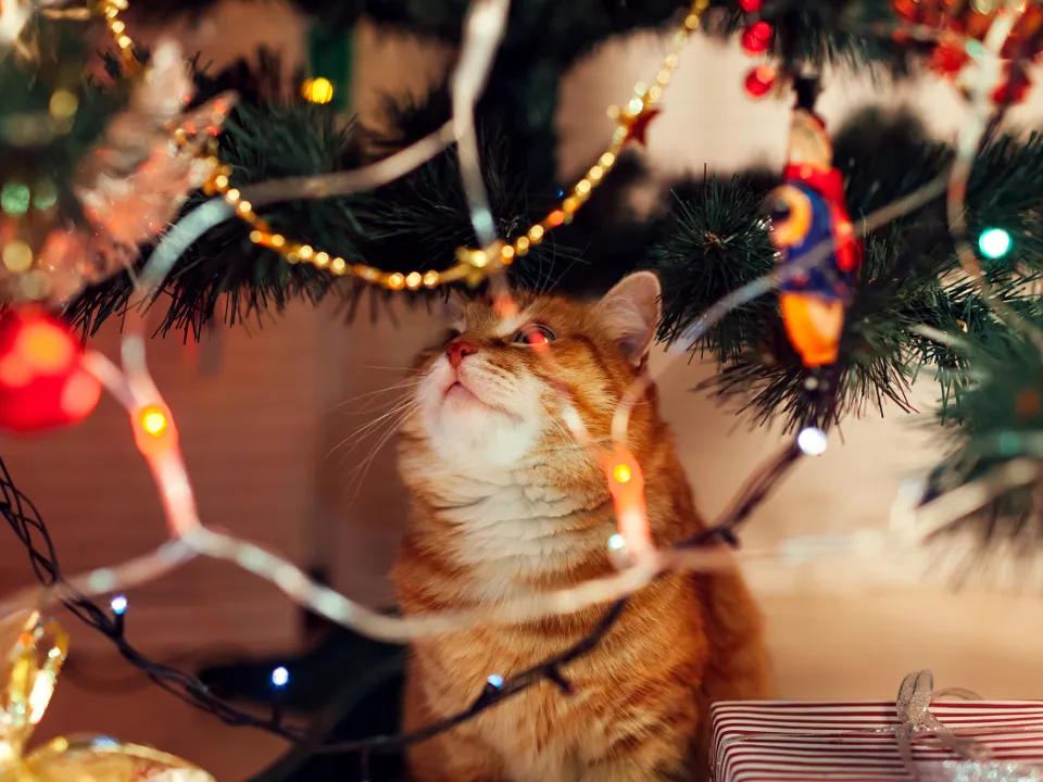 Фото: istockphoto.com/Maryviolet