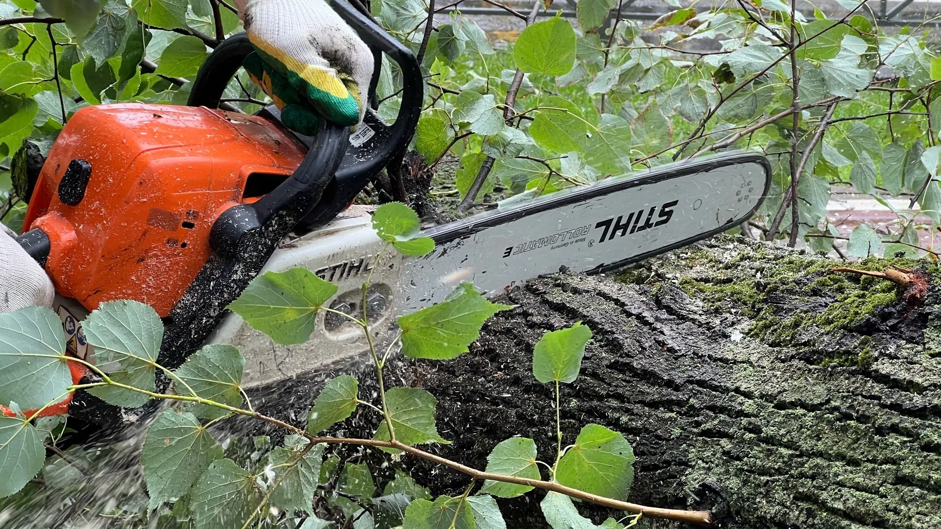 Фото: пресс-служба администрации г.о. Химки