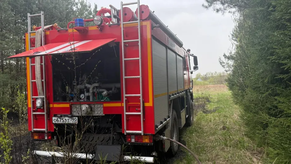 Фото: Комитет лесного хозяйства МО