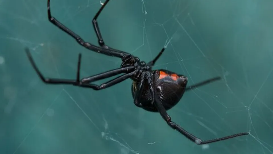 Фото: freepik.com