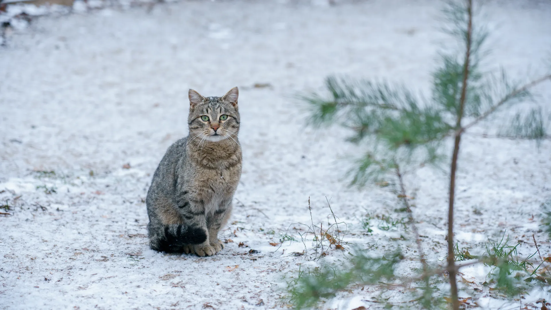 Социальный сенсор: зоопсихолог рассказала, могут ли кошки предсказывать смерть