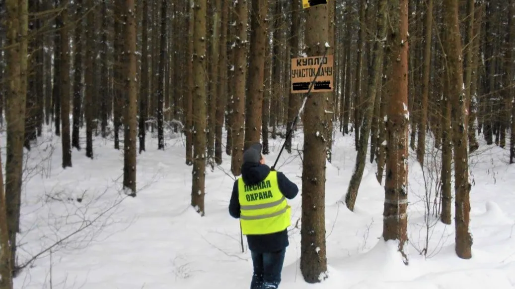Фото: Комитет лесного хозяйства Московской области