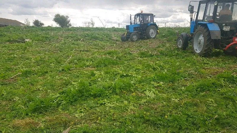 Восемнадцать тысяч гектаров обработали от борщевика в Подмосковье в 2021 году