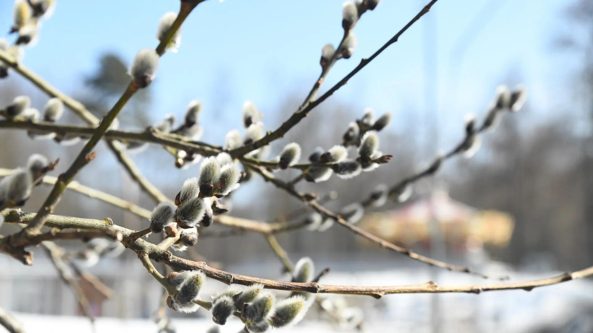 t.me/usadbakrivyakino