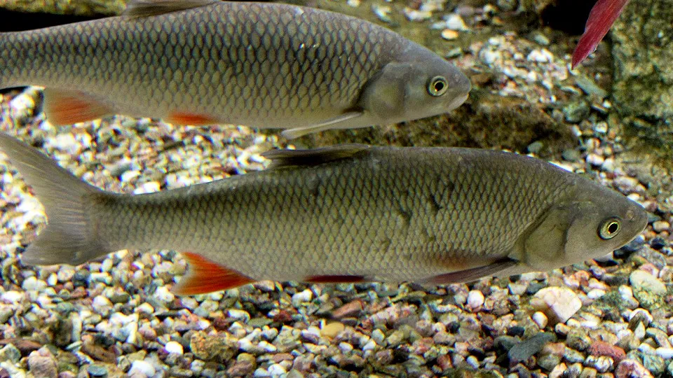 Фото: сommons.wikimedia/Karelj