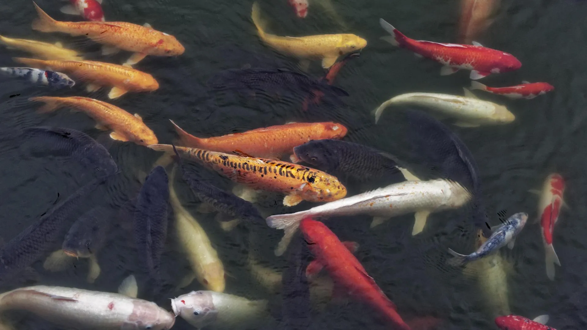 Karl F. Schöfmann/imageBROKER.com