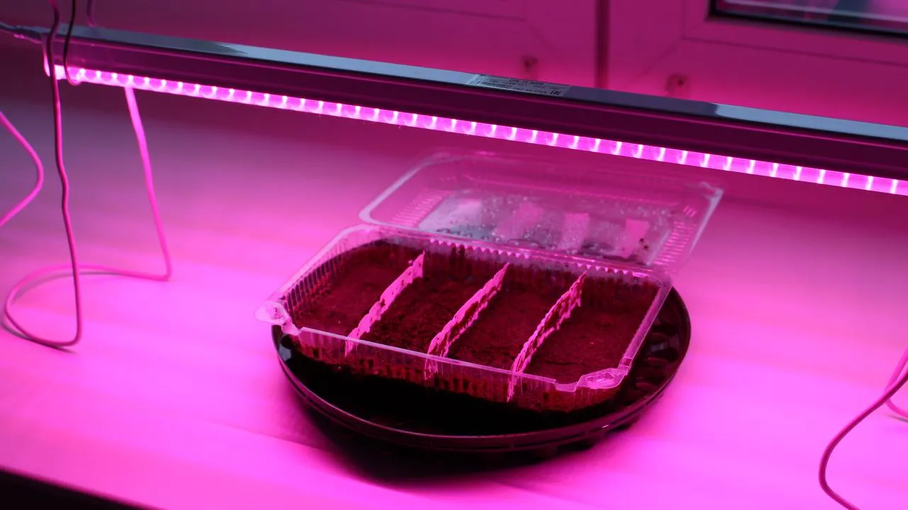 istockphoto.com/Hanna Shapialevich