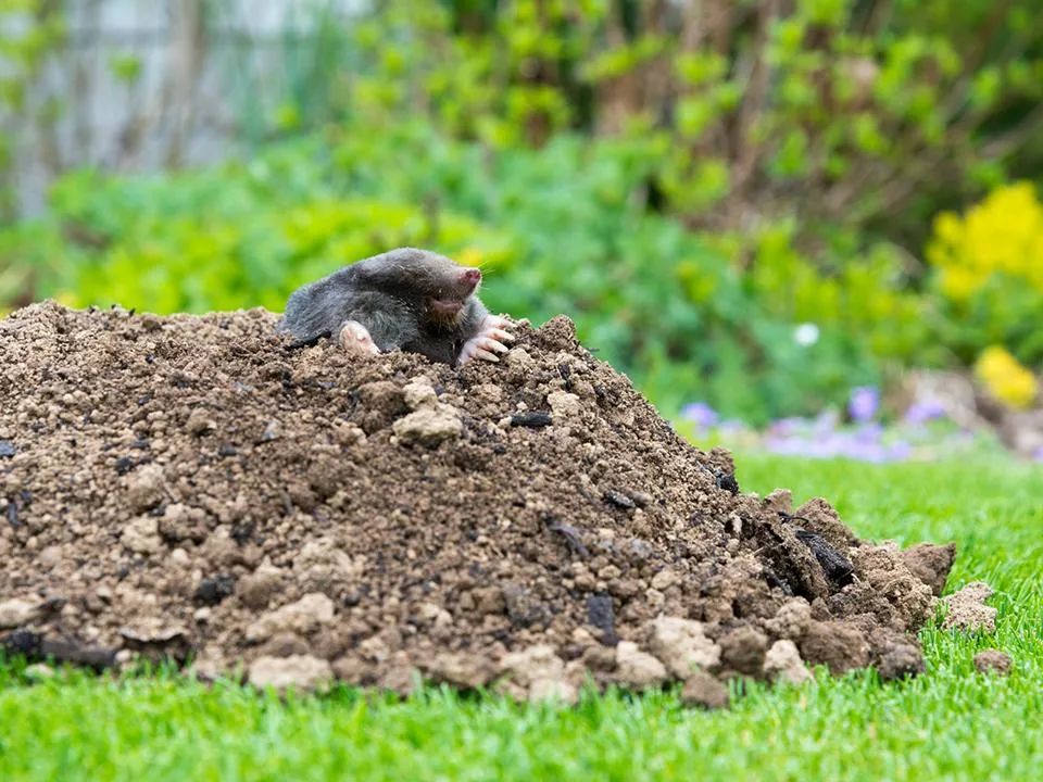 Фото: istockphoto.com/pavlinec