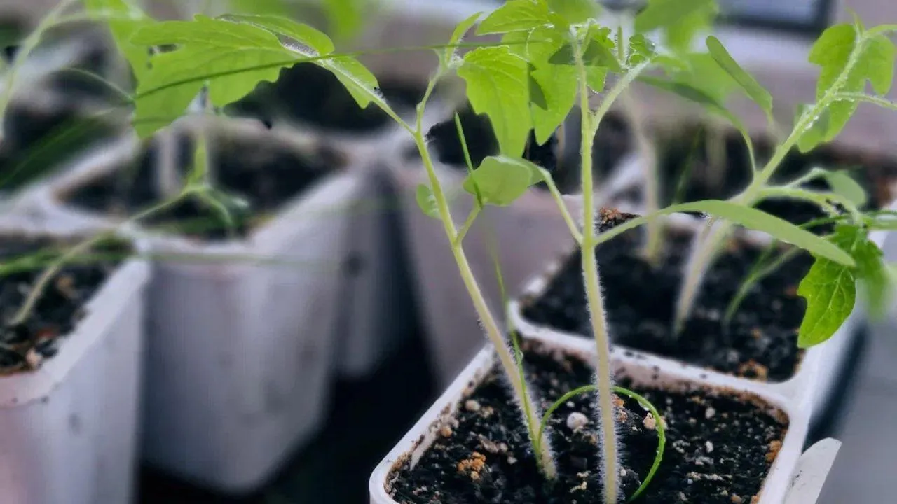 REGIONS/Наталья Надточая