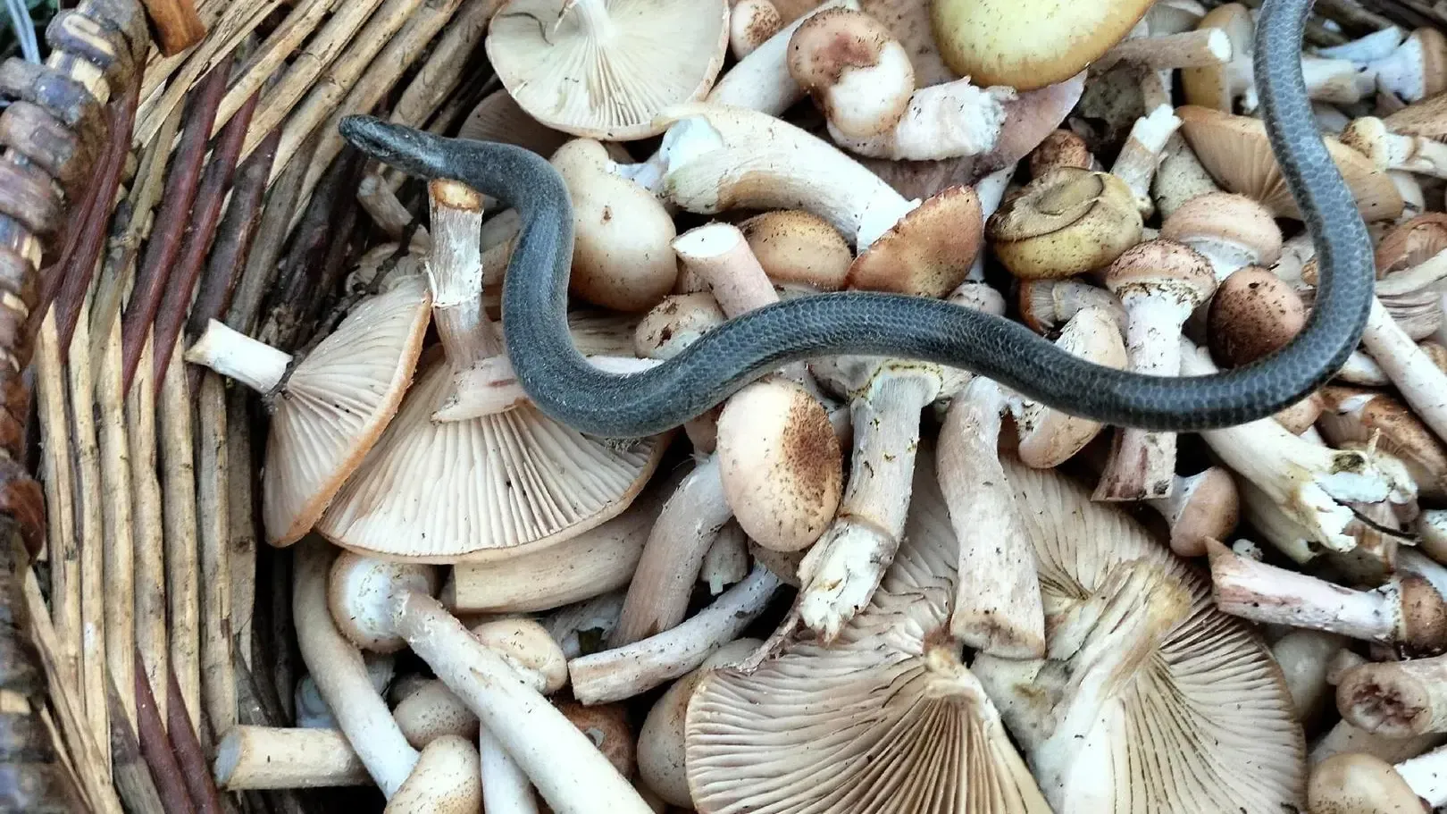 Фото: соцсети