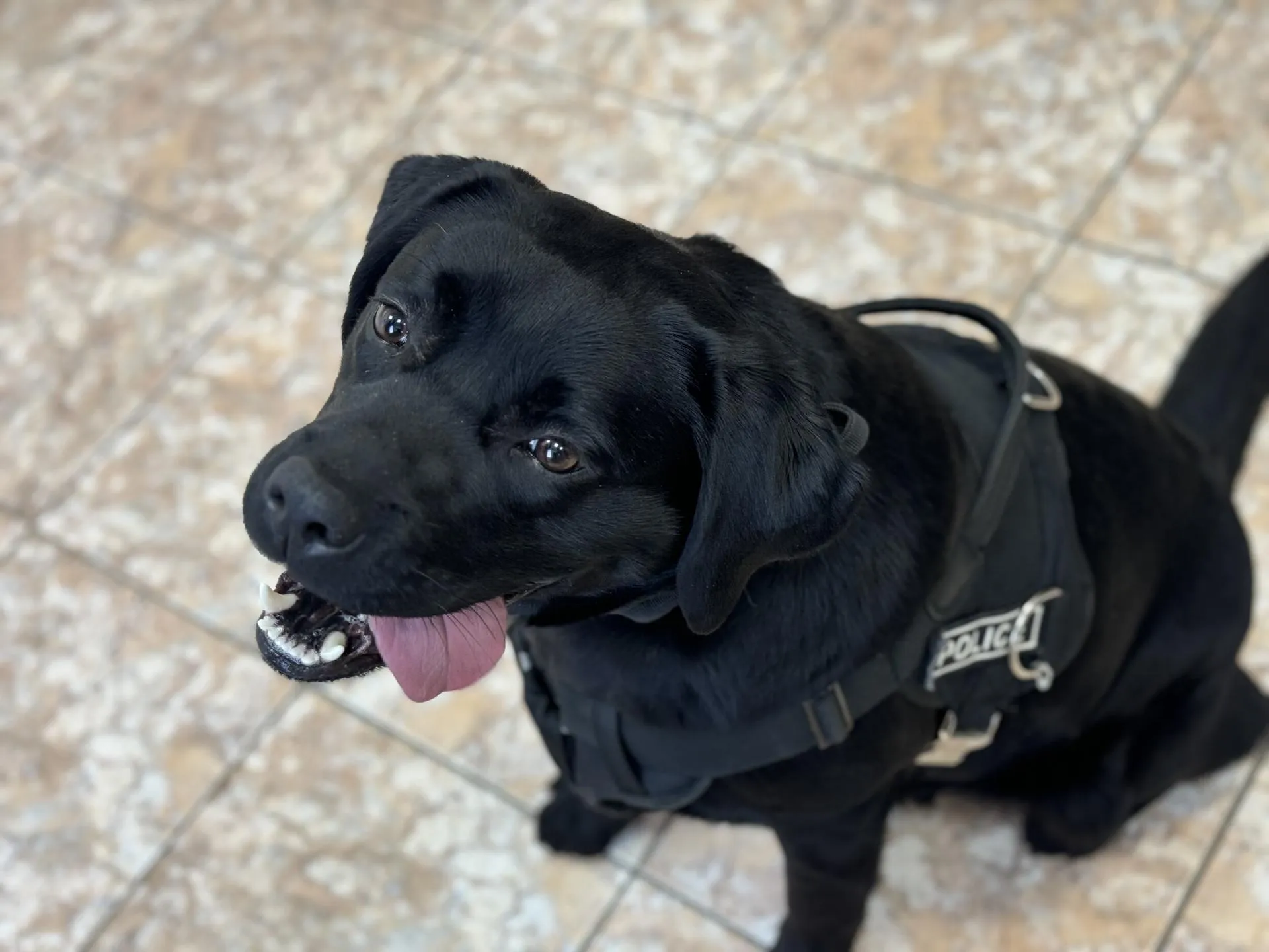 Студентам показали, как тренируют служебных собак.&nbsp;Фото: Полина Абраменко