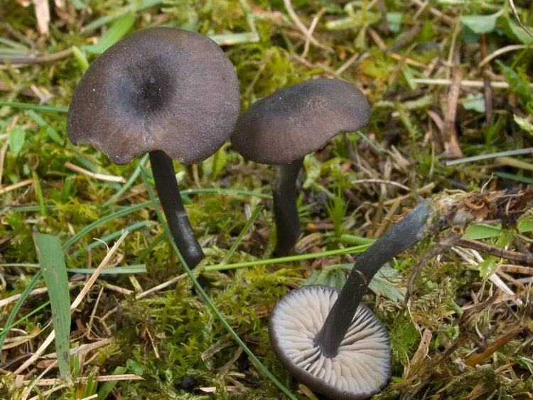 Министерство экологии и природопользования Московской области