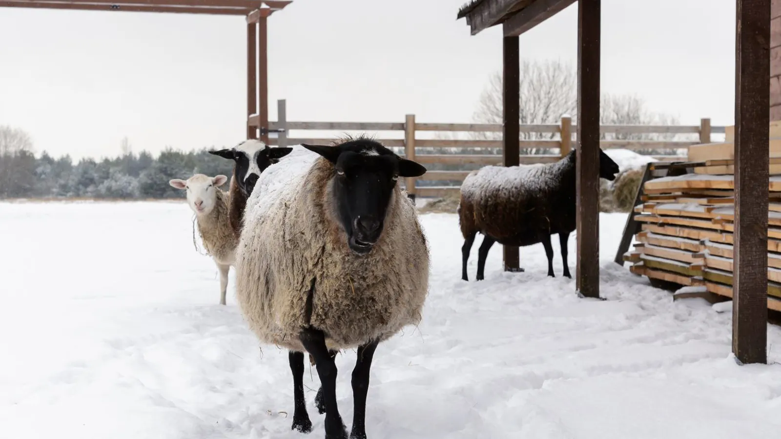 Фото: медиасток.рф